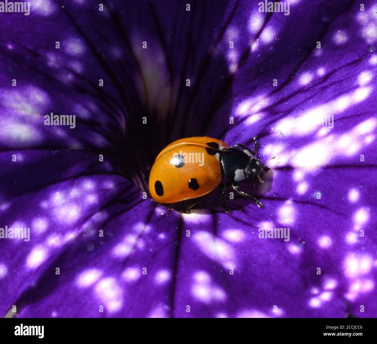 Marienkaefer, Coccinella semptempunctata, ist ein huebscher roter Kaefer mit schwarzen Punkte