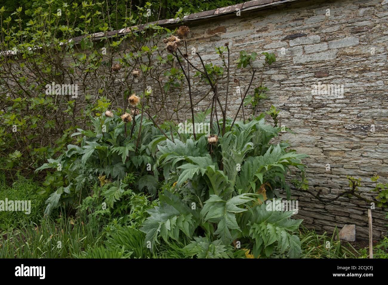 Flower Heads on a Globe Artichoke Plant (Cynara cardunculus var. scolymus) Growing by a Stone Wall on an Organic Allotment in a Vegetable Garden Stock Photo