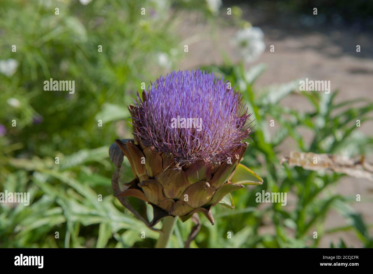 Flower Head of an Globe Artichoke Thistle or Cardoon (Cynara cardunculus var. scolymus) Growing in a Country Cottage Garden in Rural Devon, England,UK Stock Photo