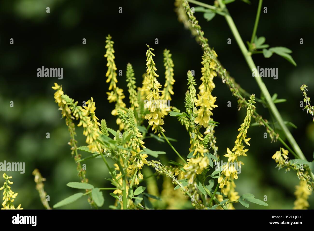 Steinklee, Melilotus officinalis,  ist eine wichtige Heil- und Medizinalpflanze und mit weissen oder gelben Blueten. Sweet clover, Melilotus officinal Stock Photo
