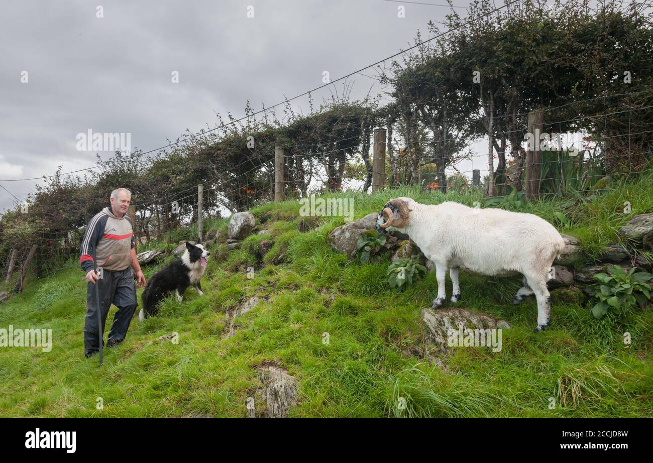 Eyeries, Cork, Ireland. 22nd August, 2020. Seán O'Shea with his sheepdog Max attempt to corral his mountain Ram on his farm at Eyeries in West Cork, Ireland.  - Credit; David Creedon / Alamy Live News Stock Photo