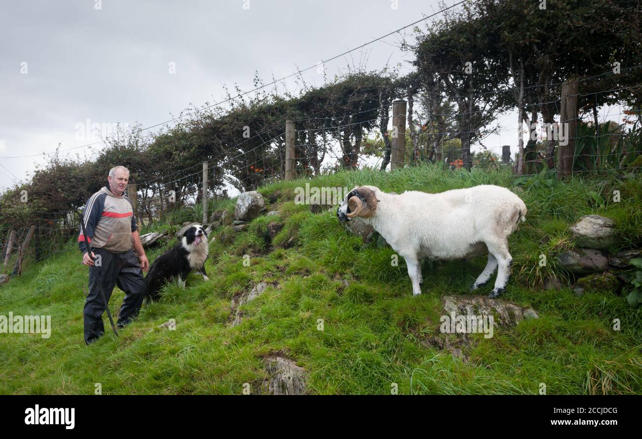 Eyeries, Cork, Ireland. 22nd August, 2020. Seán O'Shea with his sheepdog Max attempt to corral his mountain Ram on his farm at Eyeries in West Cork, Ireland.  - Credit; David Creedon / Alamy Live News Stock Photo