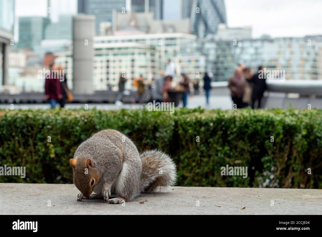 Eastern Grey Squirrel or Sciurus carolinensis in urban environment seen by the City Hall as Anthropogenic effect in London UK Stock Photo