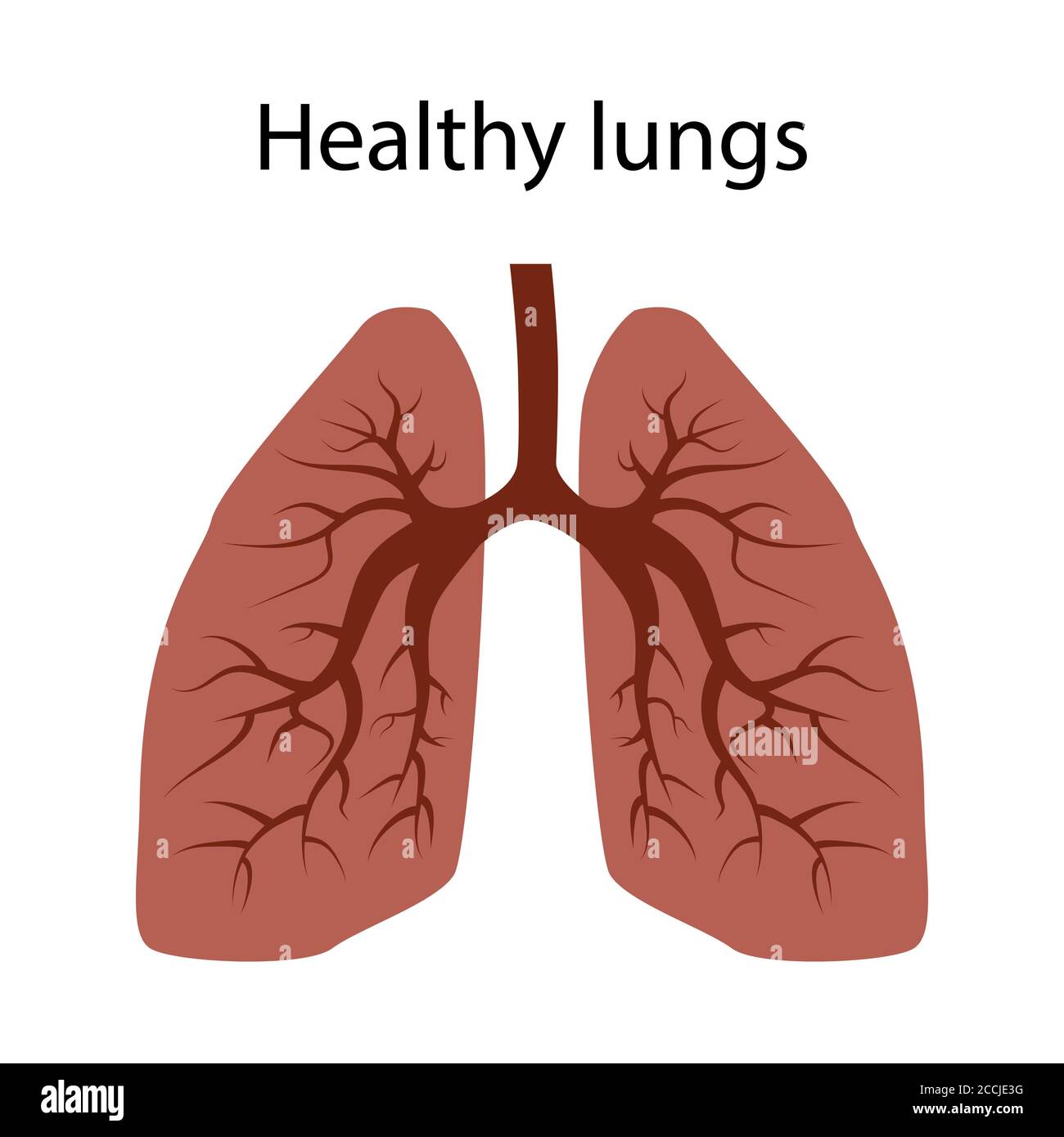 Lungs of a healthy person. There are no diseases or viruses in the lungs. Isolated vector EPS 10. Stock Vector