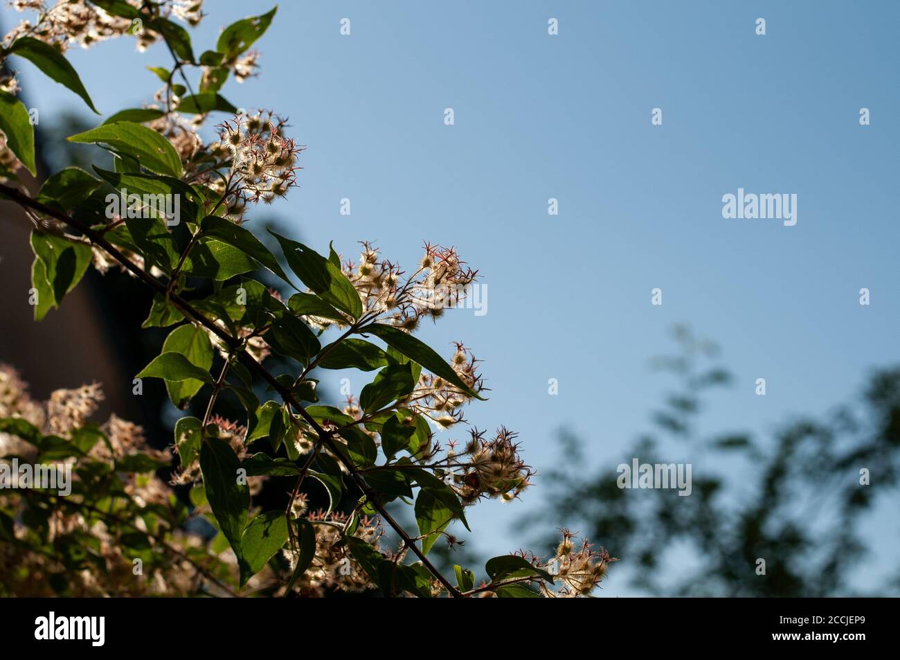 close-up of a twig of a weigela shrub with wilted flowers with blue sky Stock Photo