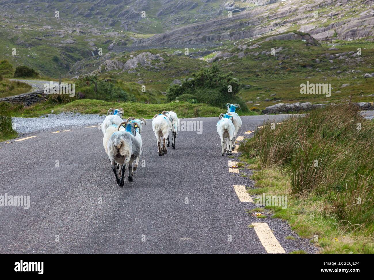 Healy Pass, Cork, Ireland. 22nd August, 2020. Mountain sheep wander the road on the Healy Pass, Co. Cork, Ireland. - Credit; David Creedon / Alamy Live News Stock Photo