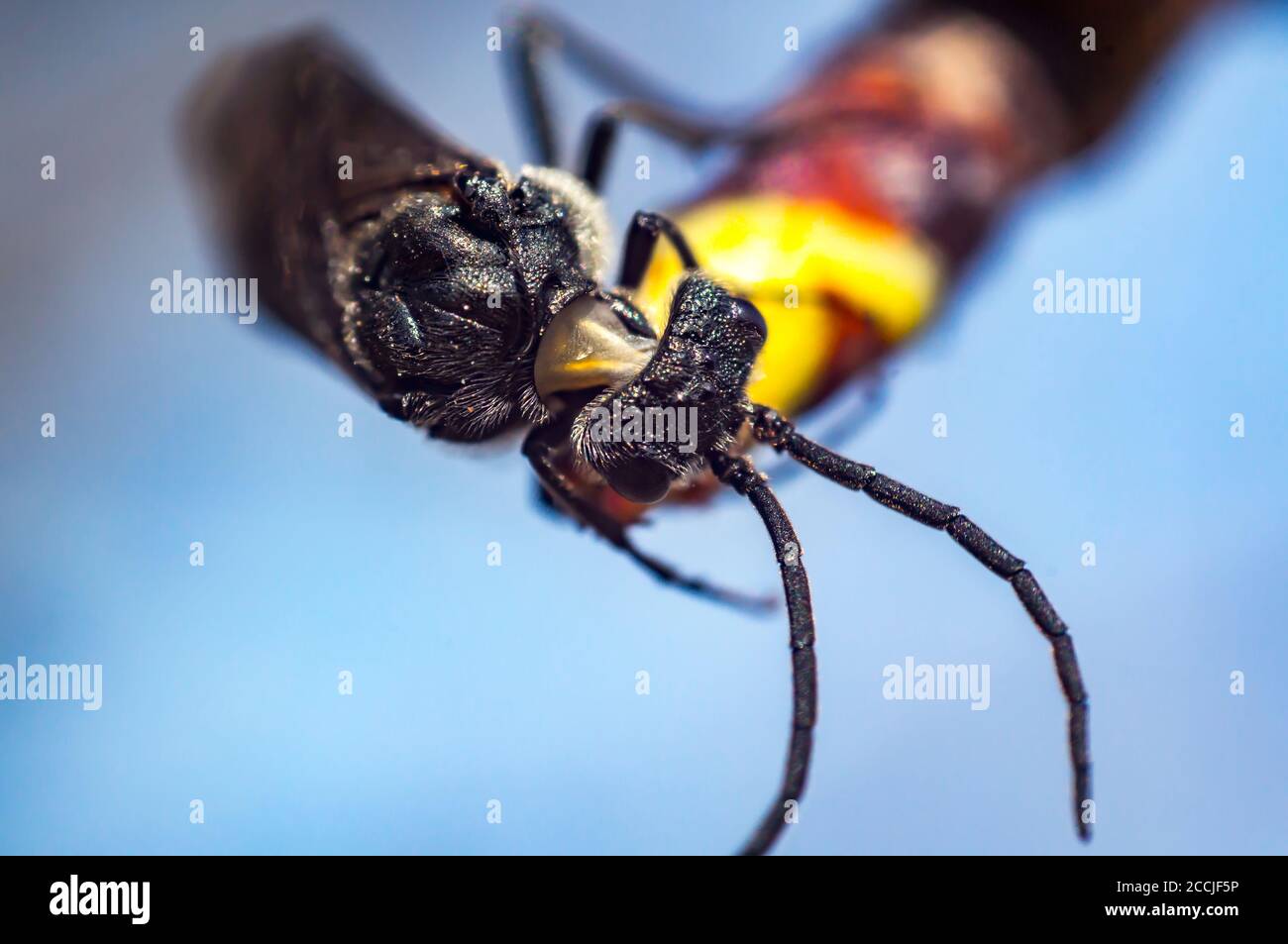 Firebug in grass hi-res stock photography and images - Alamy