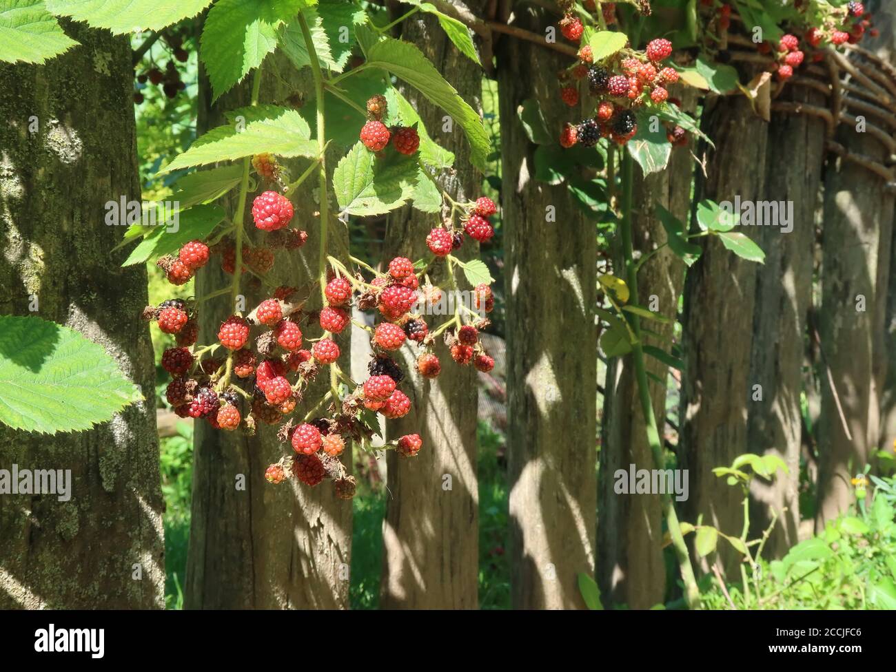 Blackberry plant fence hires stock photography and images Alamy