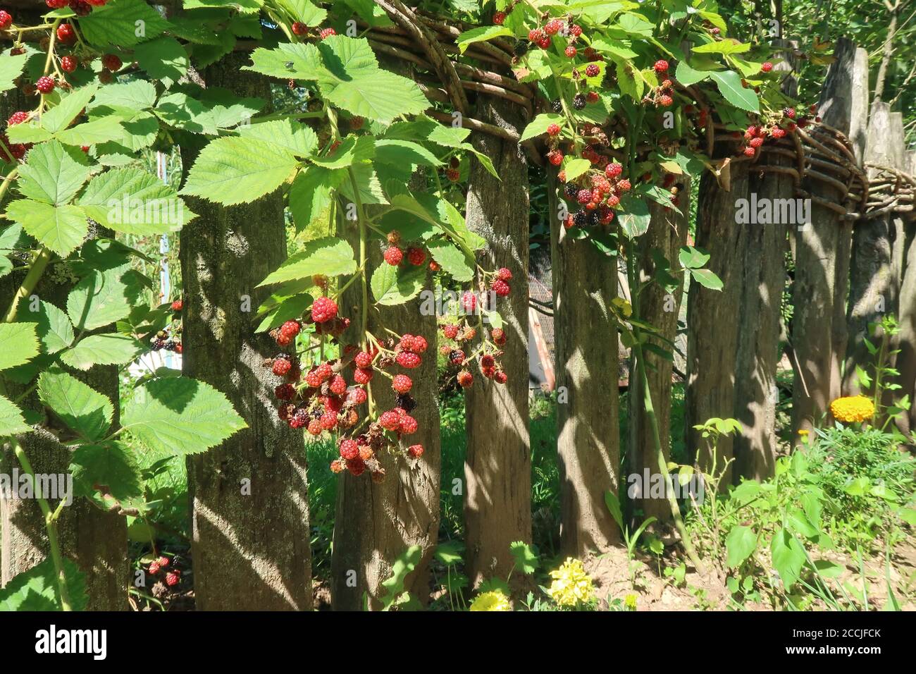 Blackberry plant fence hires stock photography and images Alamy
