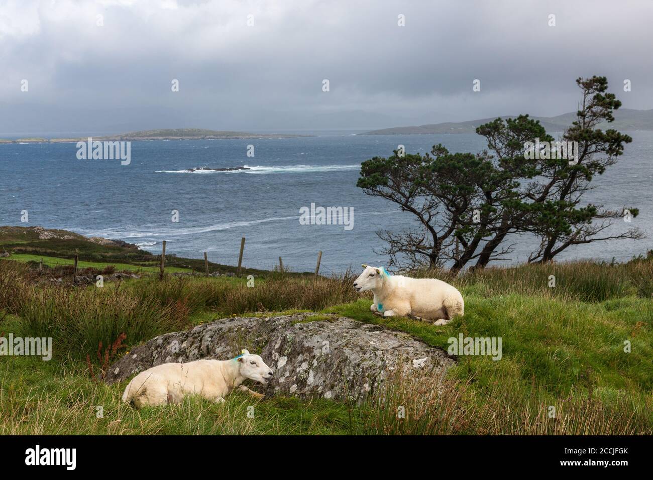 Allihies, Cork, Ireland. 22nd August, 2020. Sheep rest on a hillside overlooking the Wild Atlantic Way near  Allihies in West Cork, Ireland. - Credit; David Creedon / Alamy Live News Stock Photo