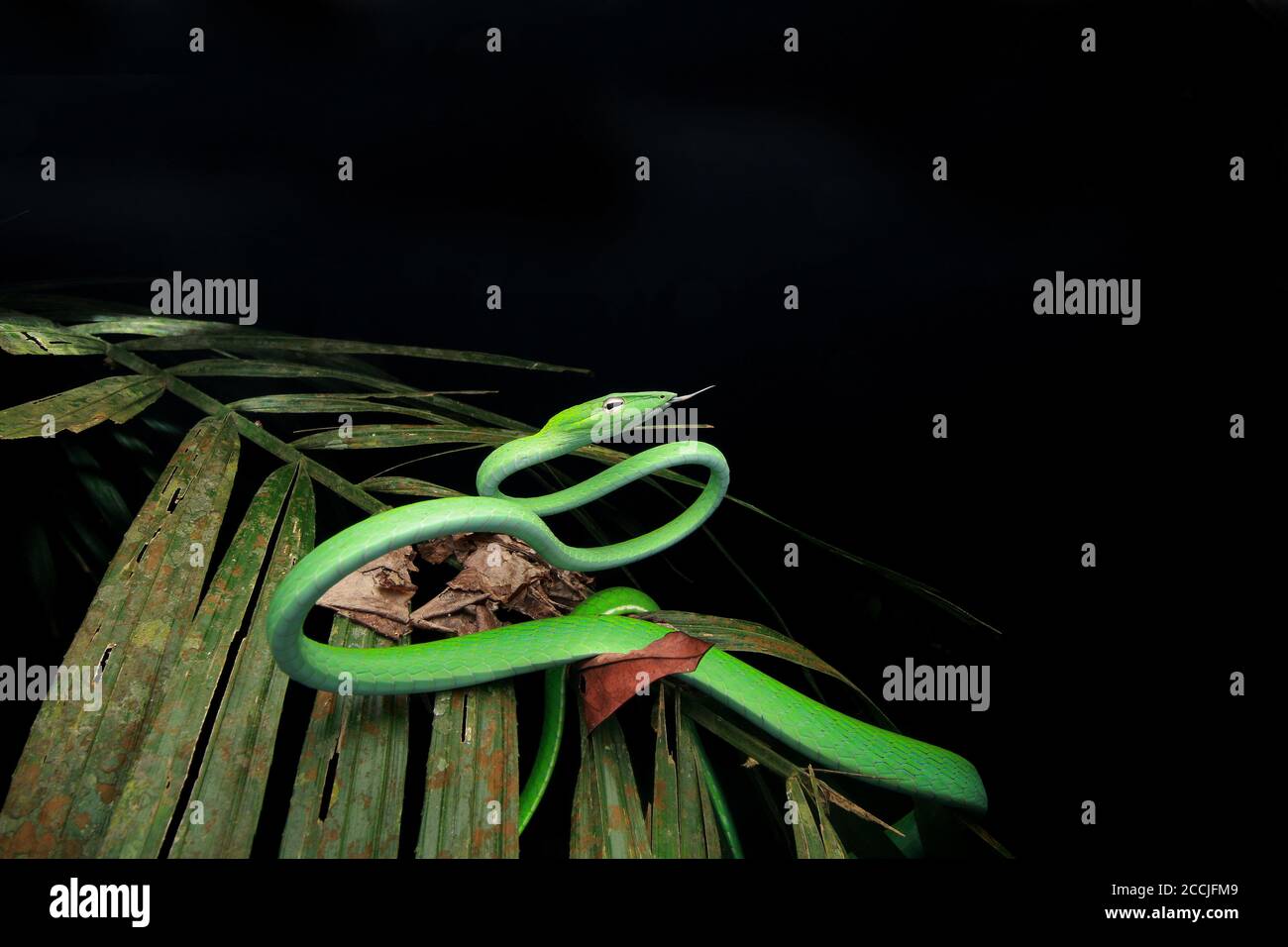 Oriental whip snake is a slim and gentle arboreal snake Stock Photo