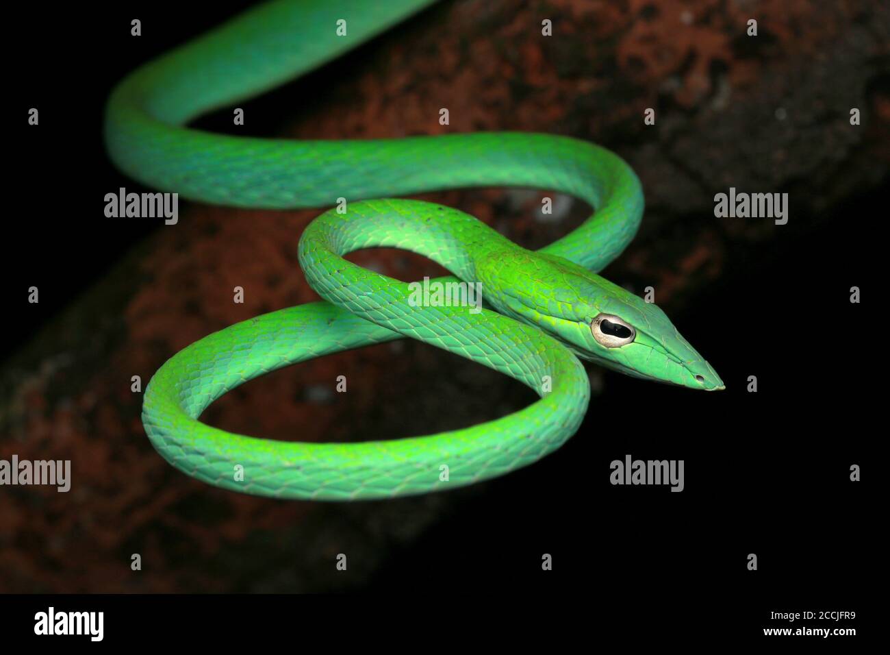 Oriental whip snake is a slim and gentle arboreal snake Stock Photo