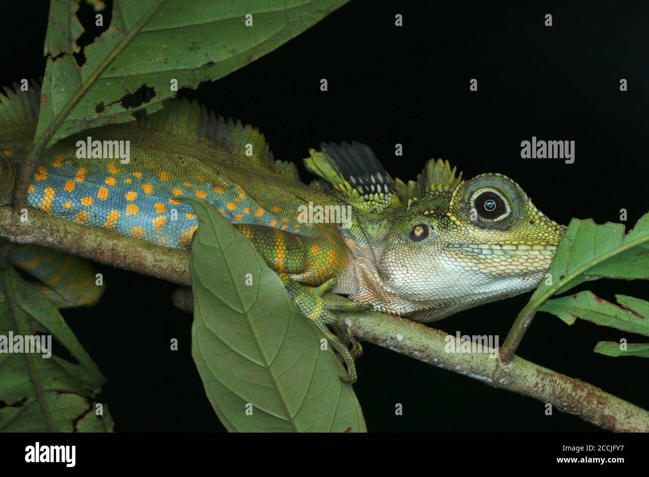 Male Great Anglehead Lizard perching on a low tree Stock Photo