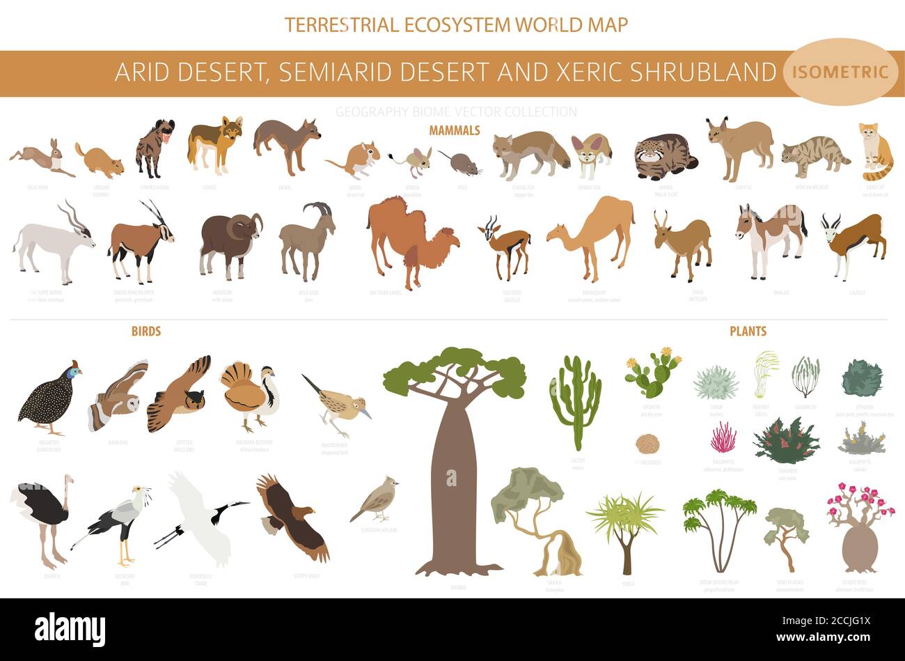 Desert biome, xeric shrubland biome, natural region infographic. Terrestrial ecosystem world map. Animals, birds and vegetations isometric design set. Stock Vector