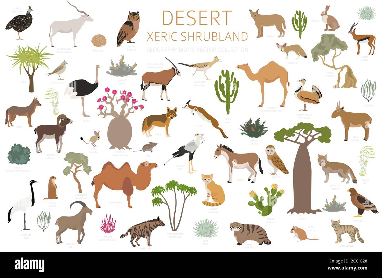 Desert biome, xeric shrubland natural region infographic. Terrestrial