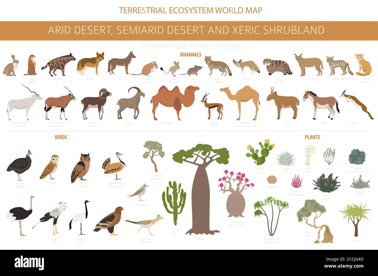 Desert biome, xeric shrubland natural region infographic. Terrestrial ecosystem world map. Animals, birds and vegetations design set. Vector illustrat Stock Vector