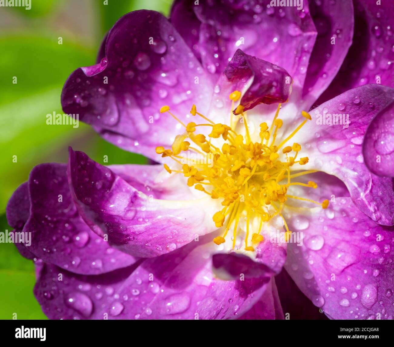 Purple rambler rose hi-res stock photography and images - Alamy