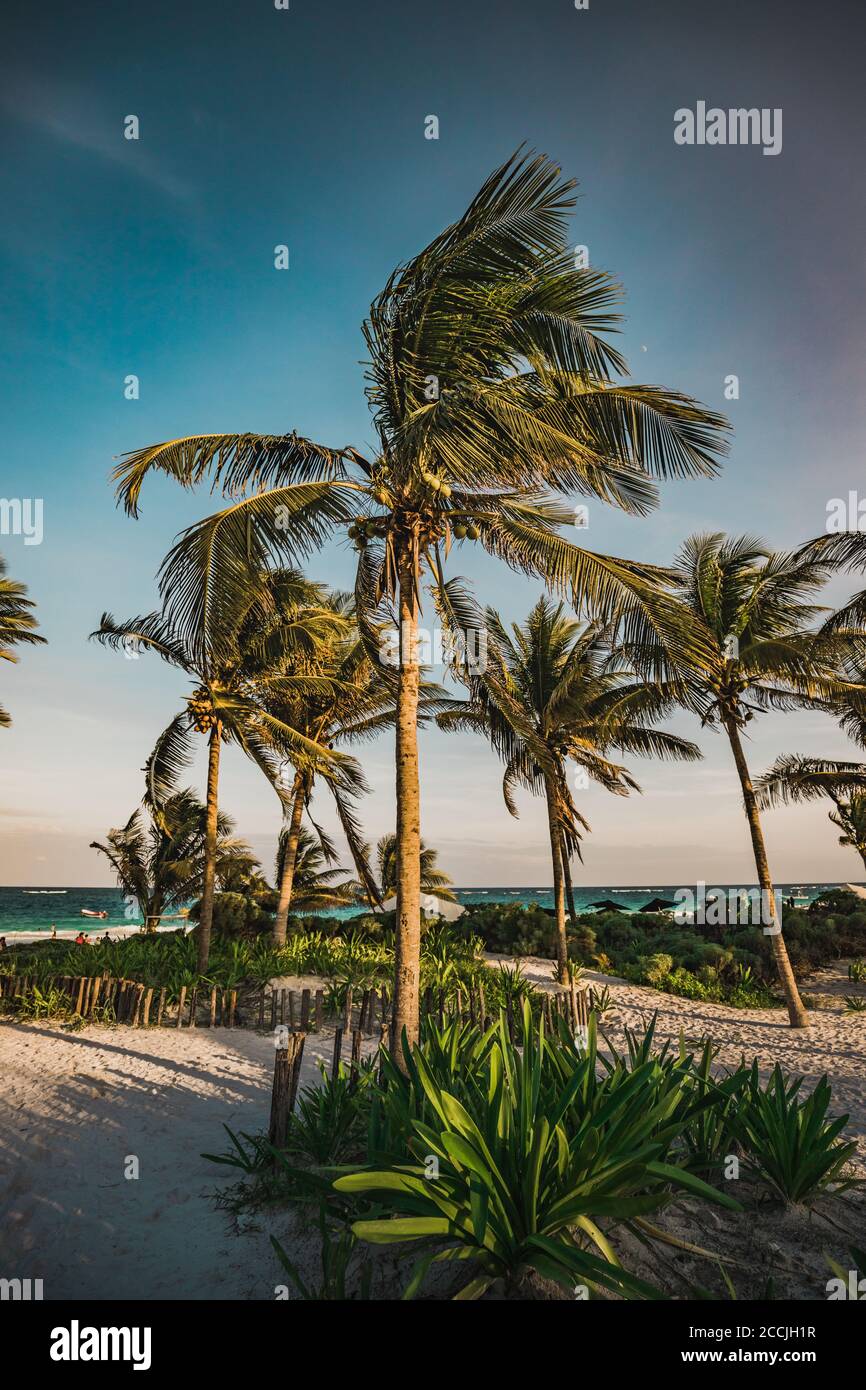 Sunset view at paradise beachwith beach palms in Tulum, Quintana Roo ...