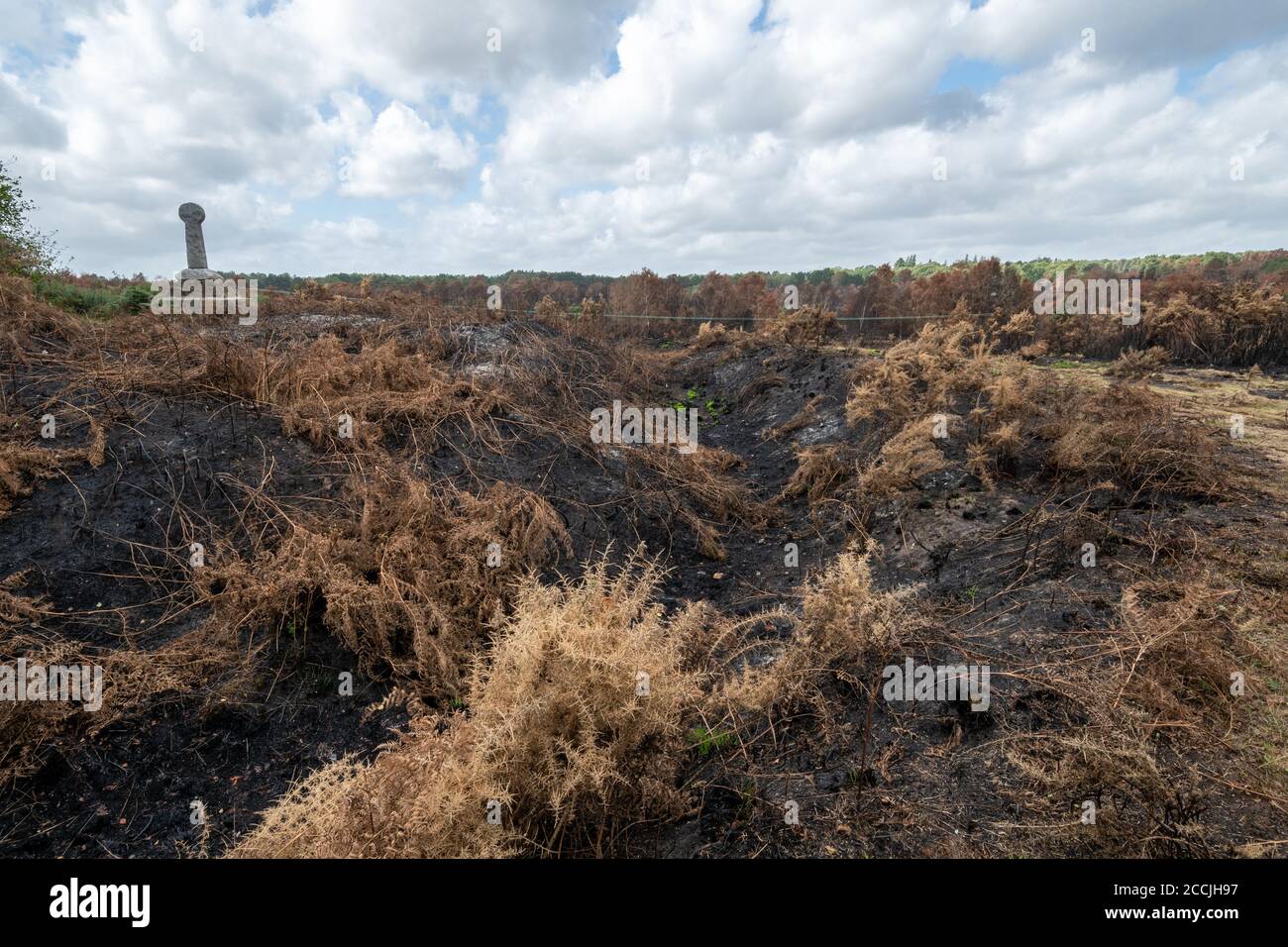 Aug 21, 2020. The aftermath of a large heathland fire or wildfire on Chobham Common in Surrey, UK, which started on Aug 7th 2020. Chobham Common is a National Nature Reserve and SSSI. The fire was a major incident and destroyed around 500 acres of lowland heath habitat of many rare wildlife species, including heathland birds, reptiles and invertebrates, and caused nearby homes to be evacuated. The cause remains unknown, but the heath was tinder dry during a record heatwave. Stock Photo