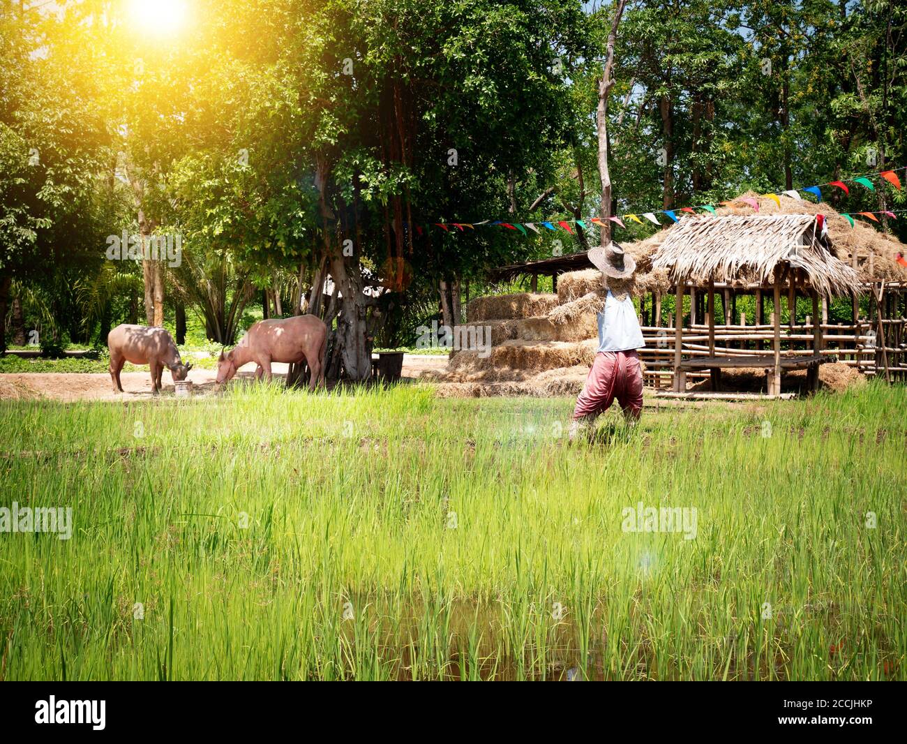 Rice fields in Thailand , South East Asia. Rice field and straw with scarecrow and two cows with sun light effect filter Stock Photo