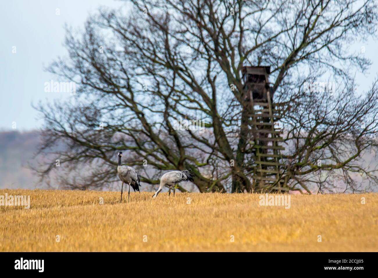 eurasian cranes land on a harvested korn field Stock Photo