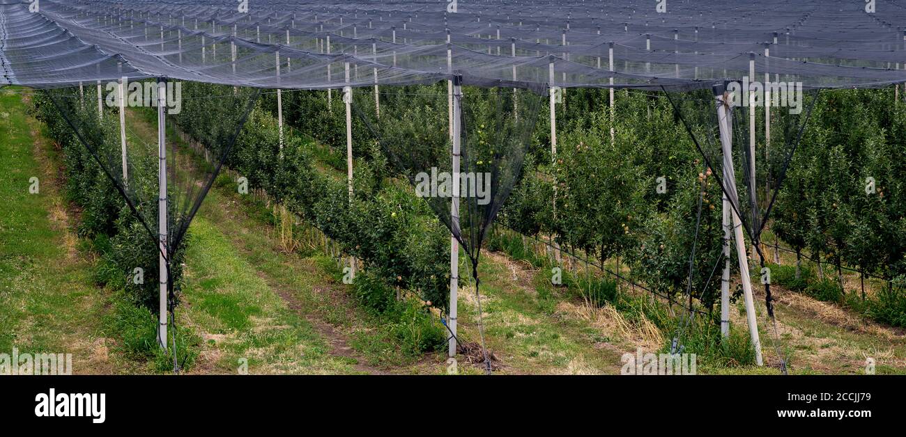 Watering apple trees High Resolution Stock Photography and Images - Alamy
