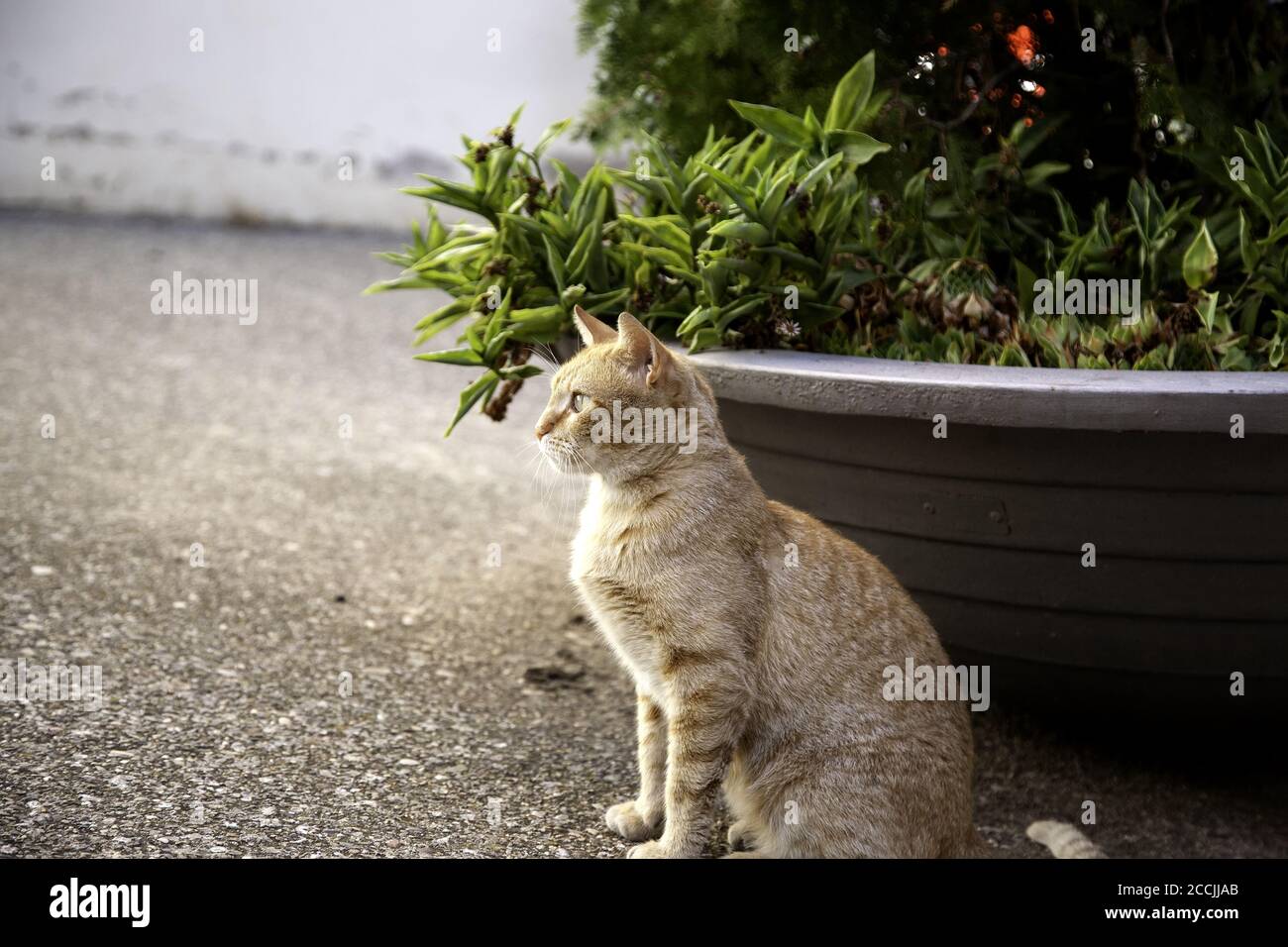 Orange tabby cat resting on street, pet animals Stock Photo - Alamy