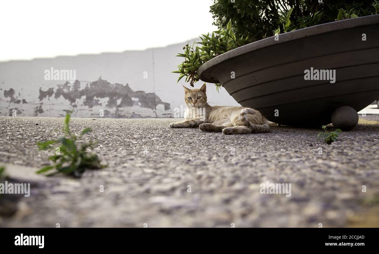 Orange tabby cat resting on street, pet animals Stock Photo - Alamy