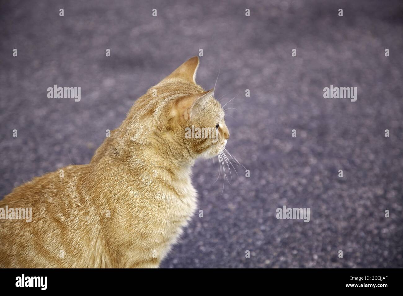 Orange tabby cat resting on street, pet animals Stock Photo - Alamy