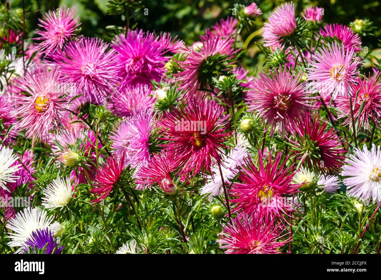 Summer flowerbed garden china aster bed Stock Photo