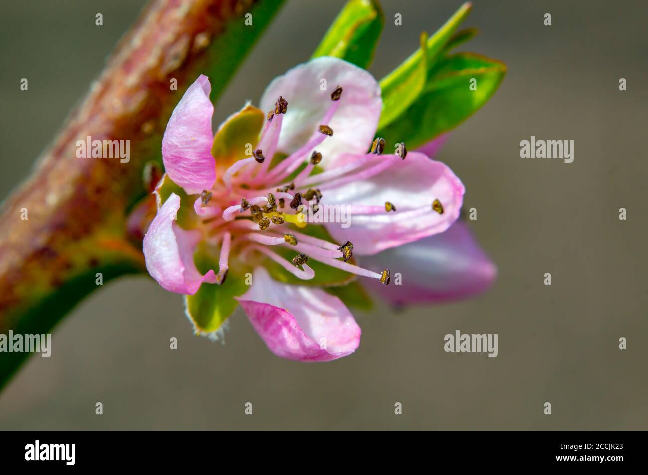 peach tree blossom in season garden Stock Photo - Alamy
