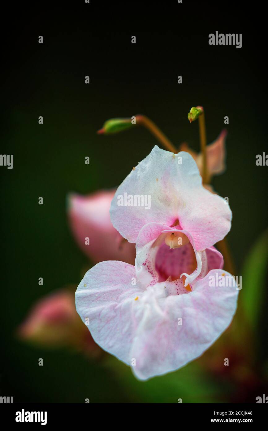 Impatiens glandulifera with the common names policeman's helmet, bobby tops, copper tops, and gnome's hatstand flower in the summer Stock Photo