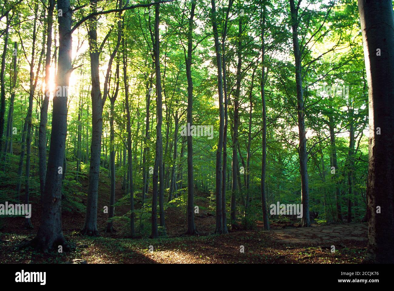 Beech forest. Moncayo Nature Reserve, Zaragoza province, Aragon, Spain. Stock Photo