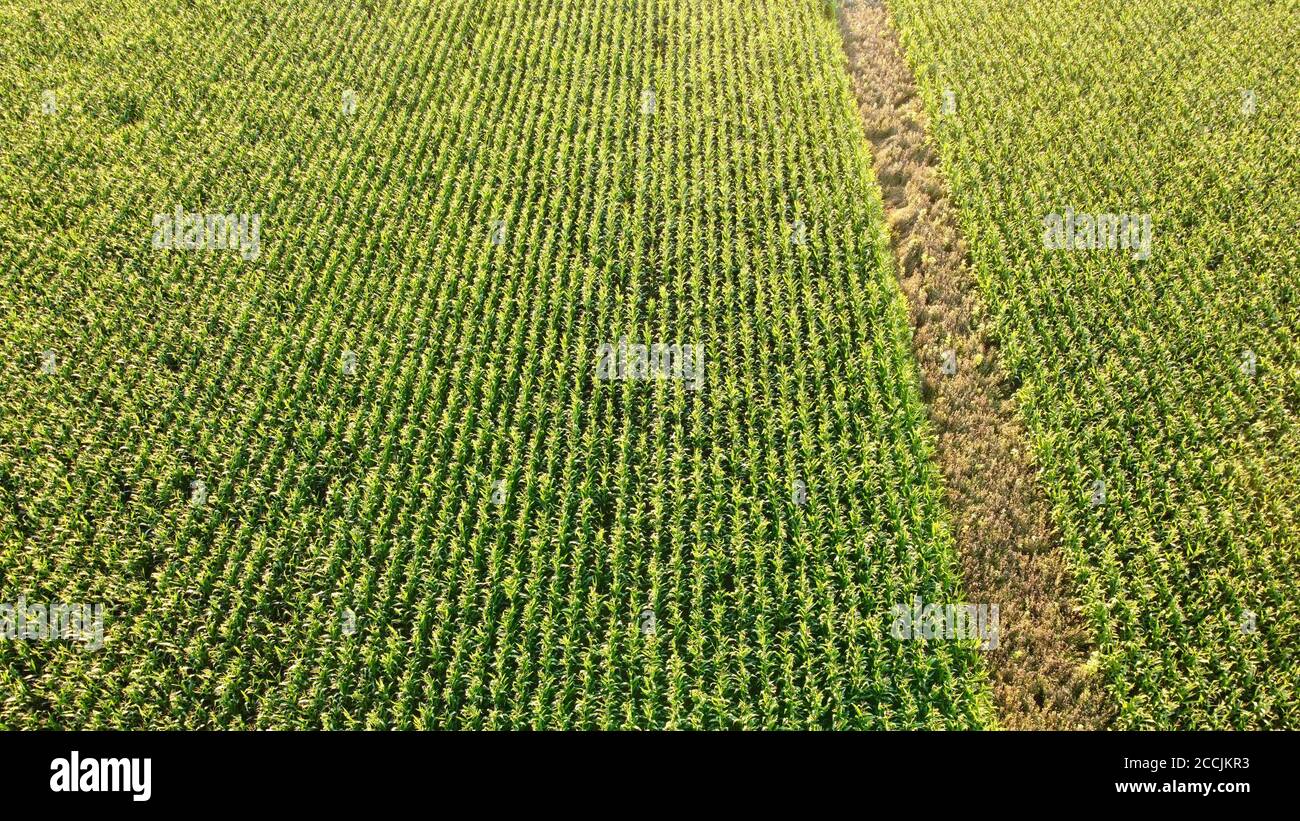 Drone shot cornfield hi-res stock photography and images - Alamy