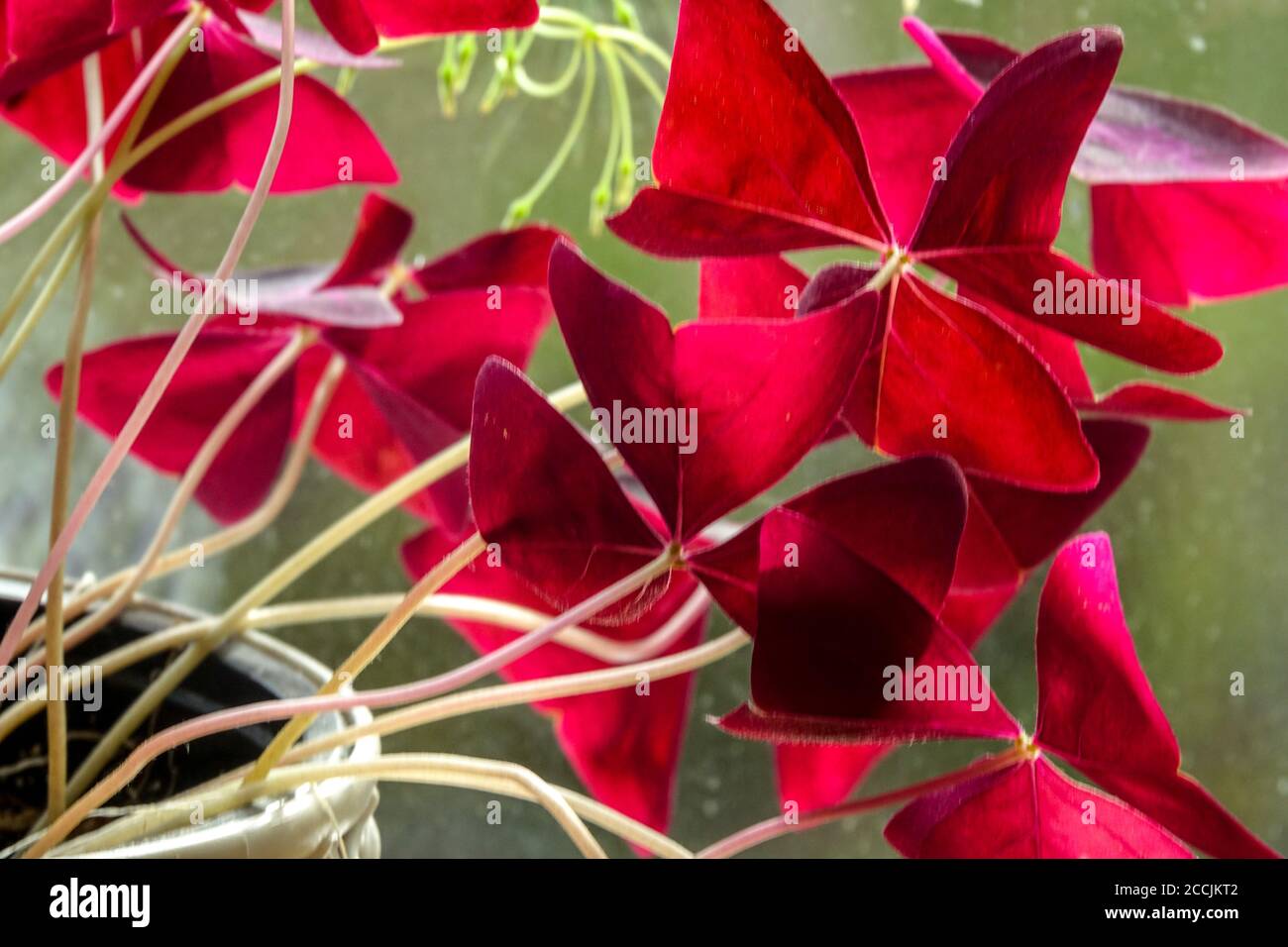 Oxalis triangularis red leaves houseplant Stock Photo