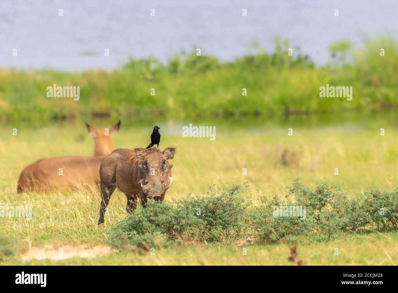 A warthog (Phacochoerus africanus) looking at the camera, Murchison Falls National Park, Uganda. Stock Photo