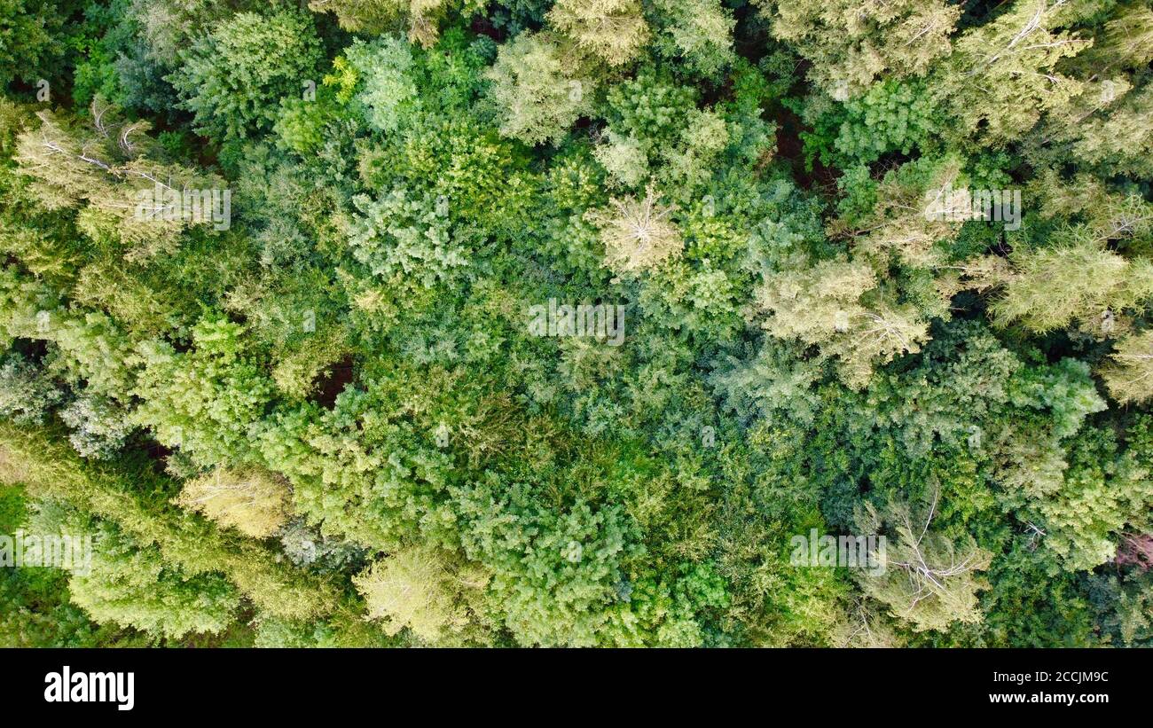 a green forest photographed with the drone Stock Photo - Alamy