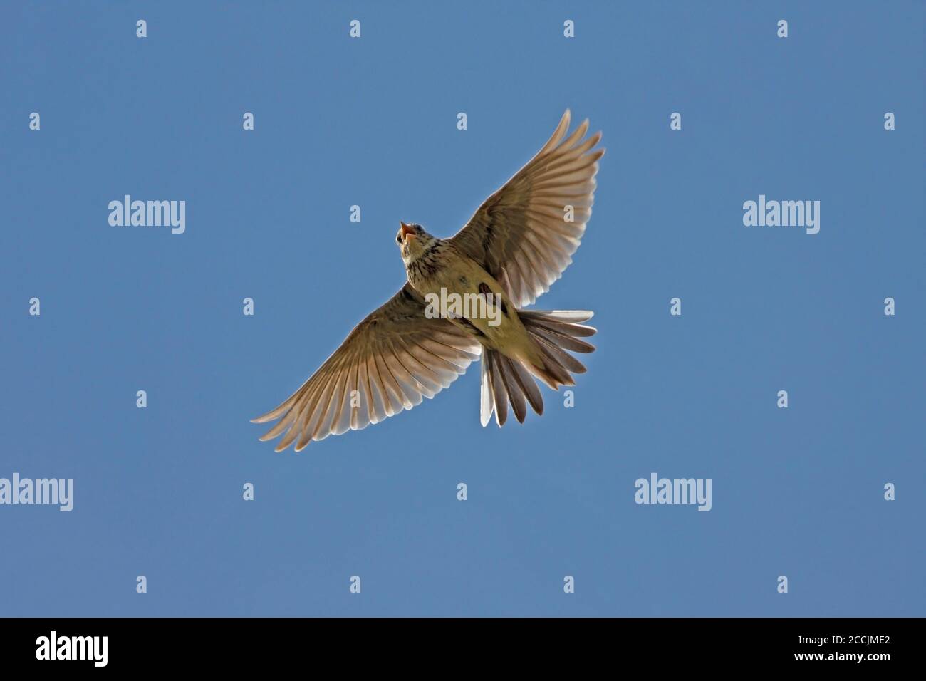 Skylark Flying High Resolution Stock Photography And Images Alamy