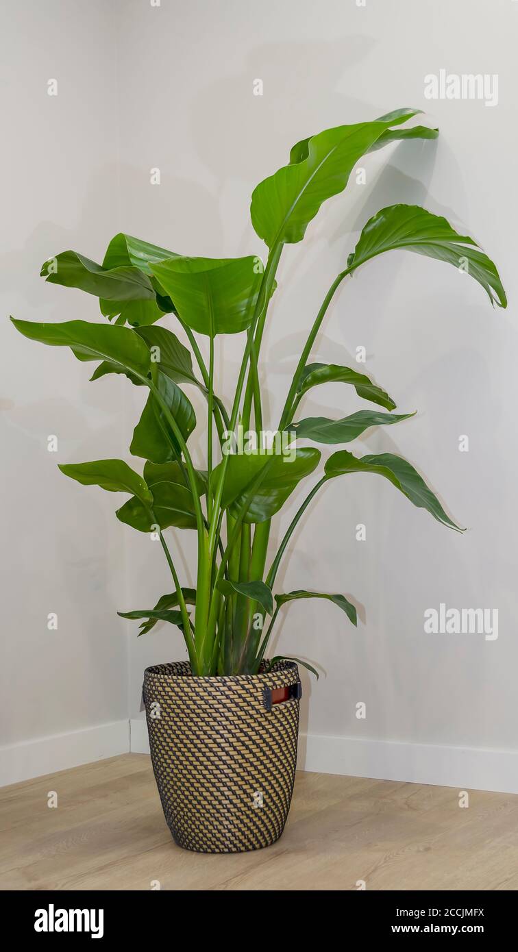 Strelitzia pot hi-res stock photography and images - Alamy