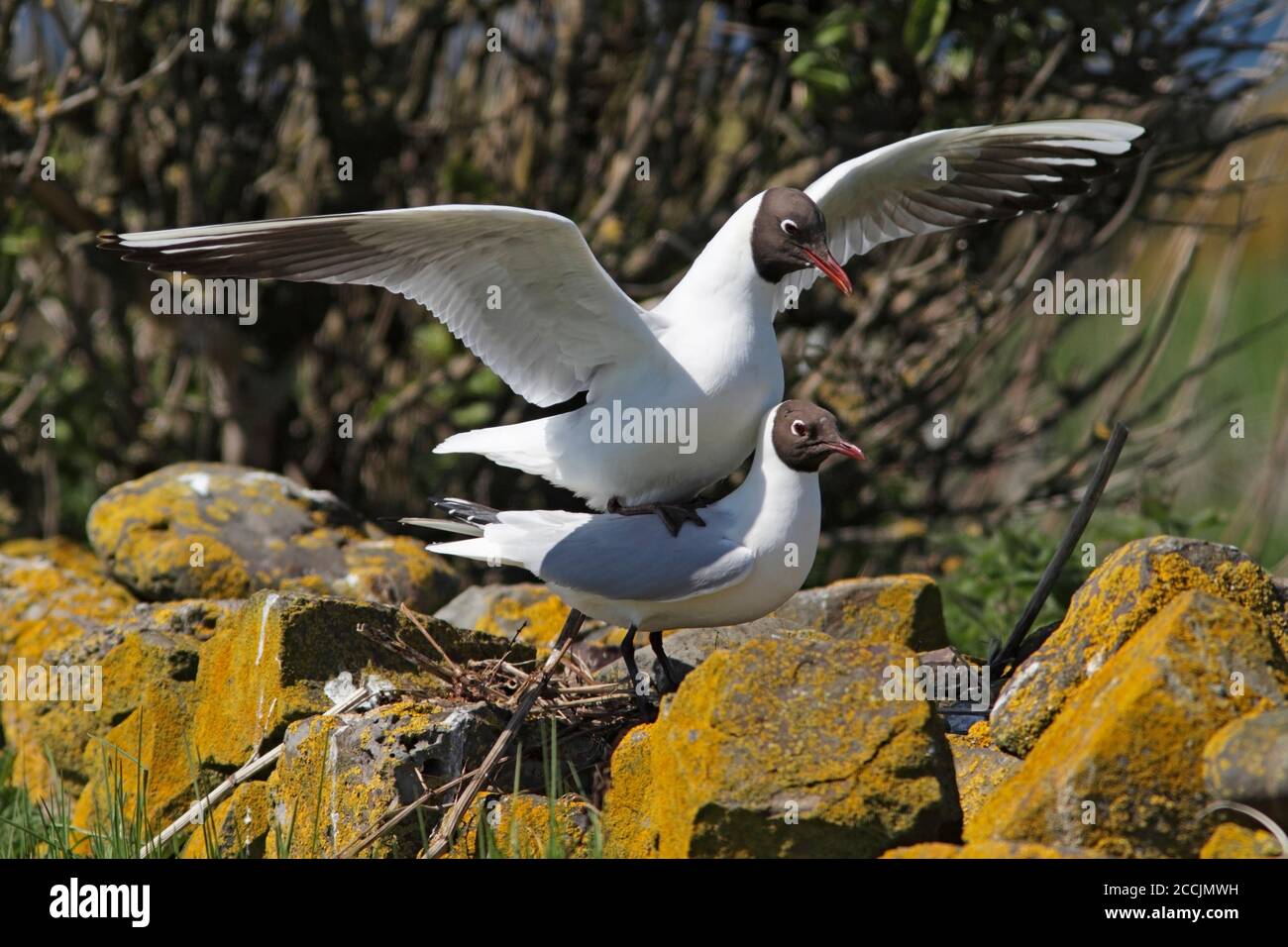 BLACKHEADED GULL mating, UK Stock Photo Alamy