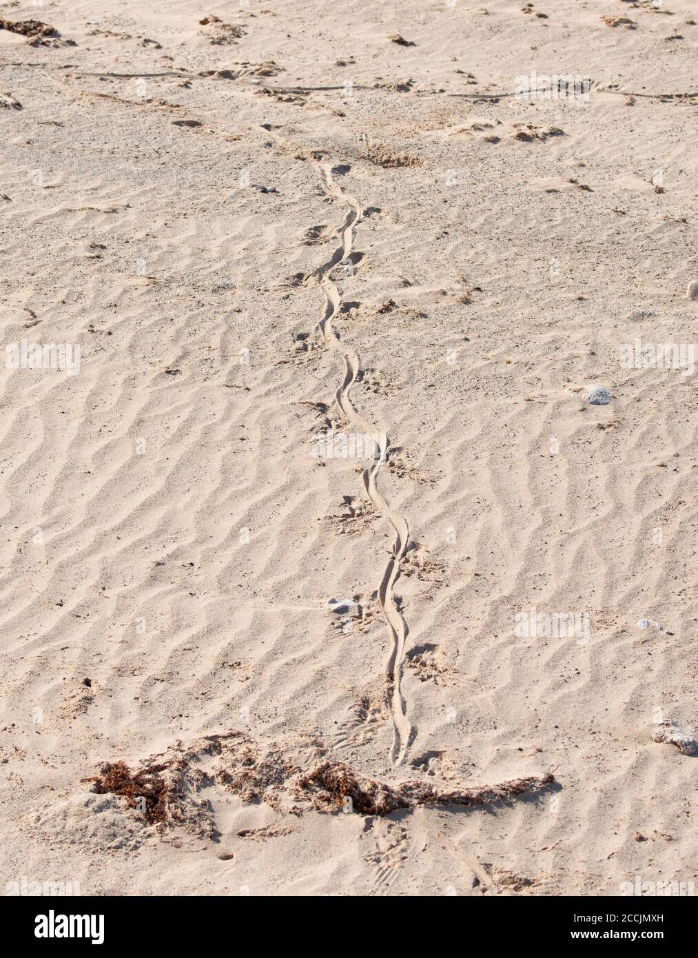 Tracks in the sand of a Sand Goanna or Sand Monitor in remote Cobourg Peninsula, Arnhem Land, Northern Territory, NT, Australia Stock Photo