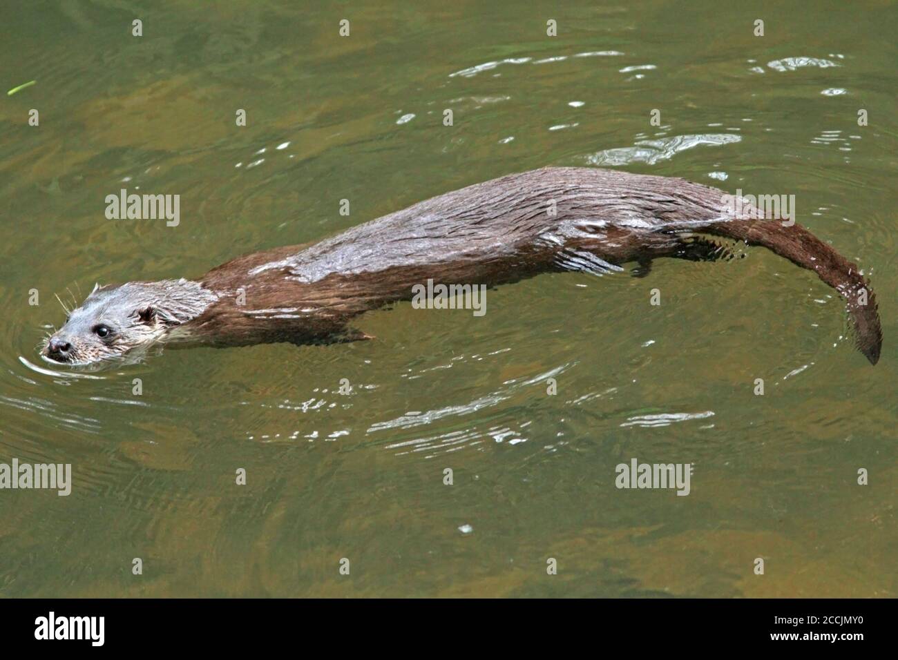 OTTER swimming in a river, Scotland, UK Stock Photo Alamy