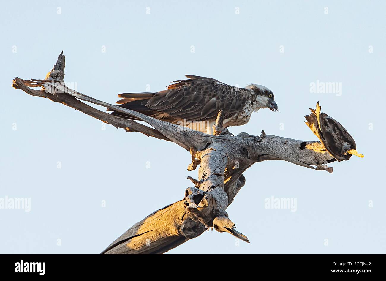 Eastern Osprey (Pandion cristatus) feeding perched in a tree, Cobourg Peninsula, Arnhem Land, Northern Territory, NT, Australia Stock Photo