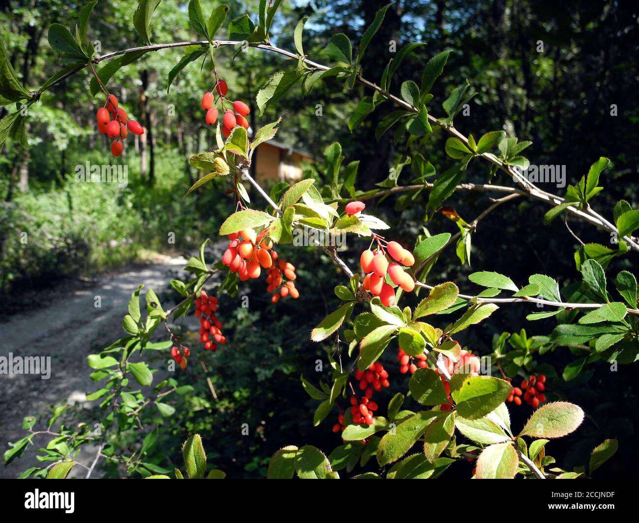 Austria, shrub with fresh berries of Berberis vulgaris aka common barberry, the berries are edible but mostly acidic and used for cooking, food and ma Stock Photo
