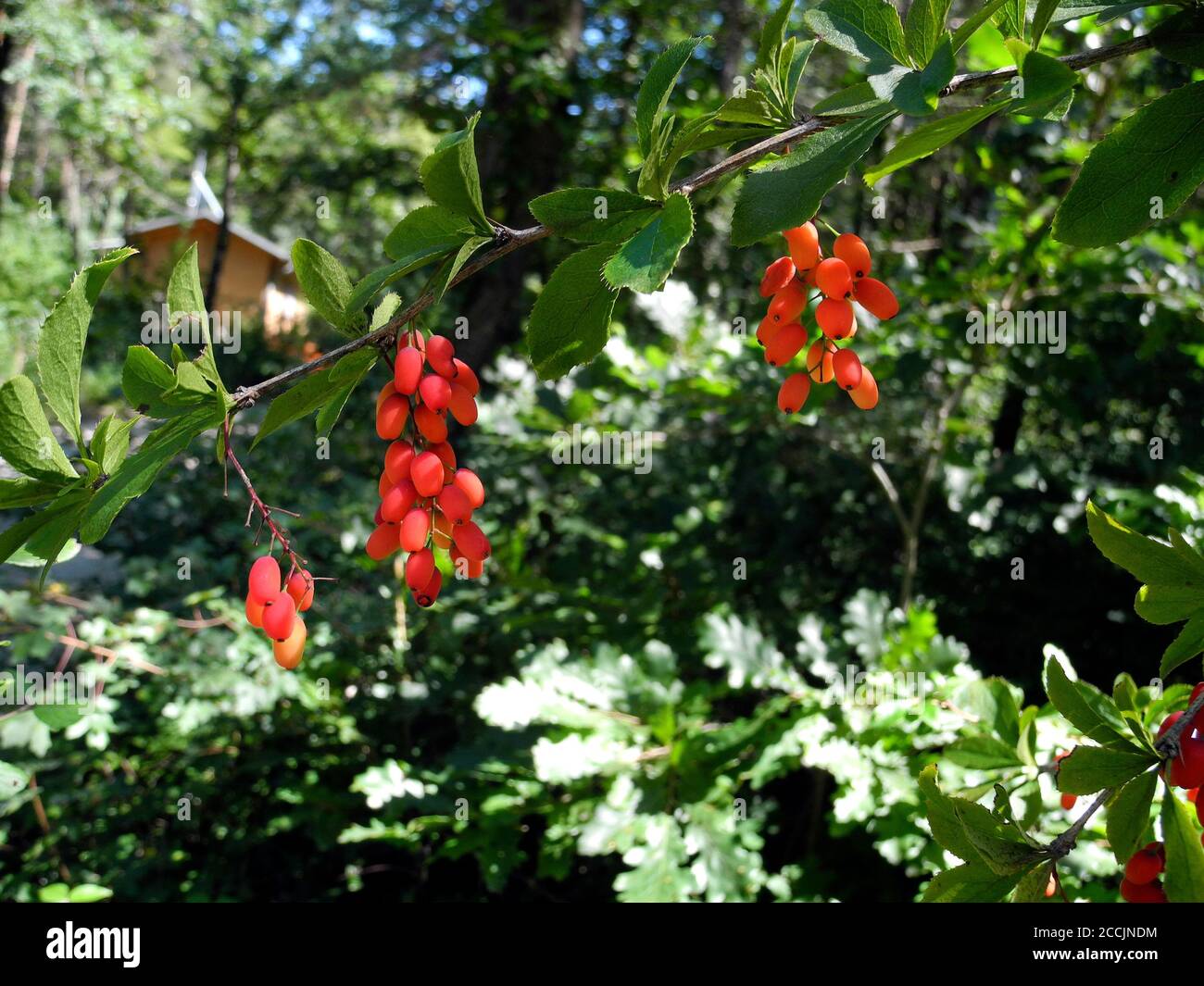 Austria, shrub with fresh berries of Berberis vulgaris aka common