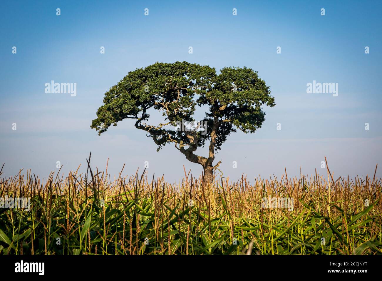 A tree in a field of corn, on a sunny summer's day Stock Photo - Alamy
