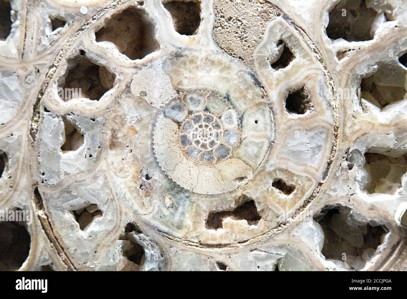 Close-up of an ammonite fossil (Horniman Museum, London, UK) Stock Photo