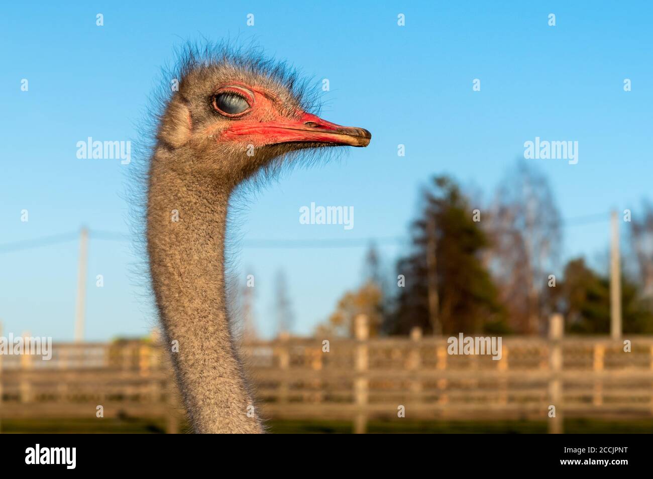 The ostrich head with visibility of the third eyelid of the eye of white color. Stock Photo