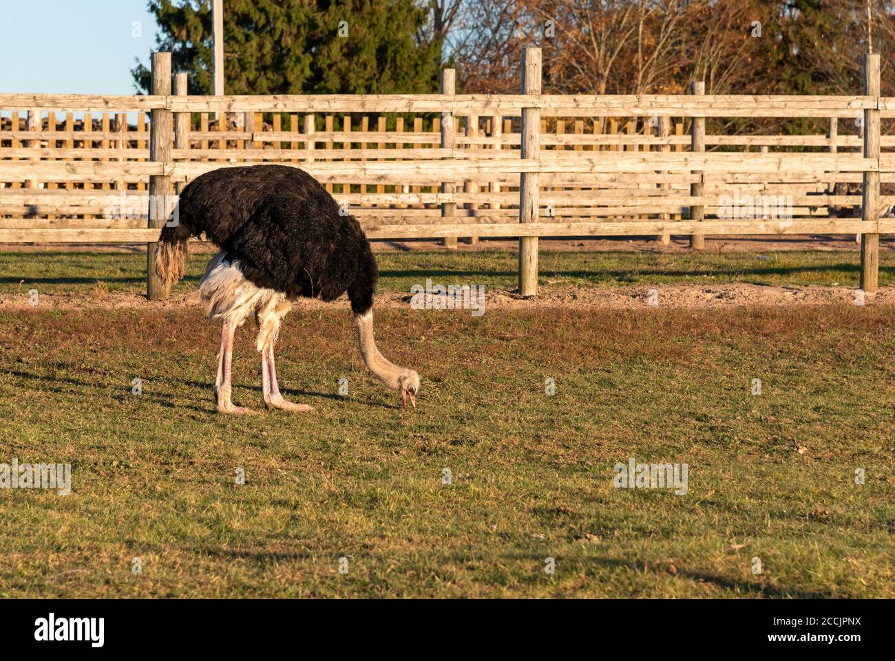 Male ostrich with black fur is eating on the farm. Stock Photo