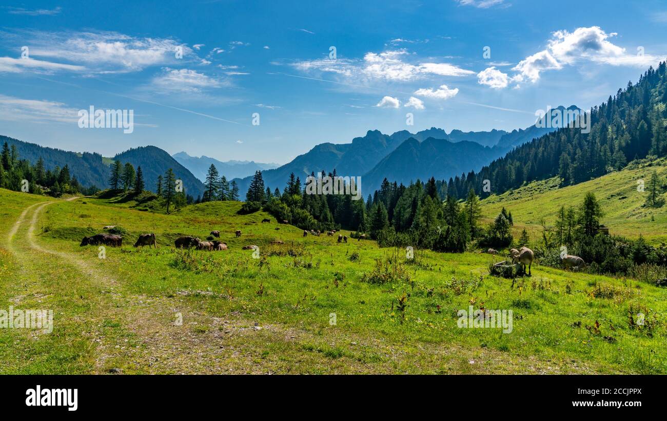 Auf dem Weg zum Amatschonjoch im Brandnertal. großartiger Ausblick auf die Vorarlberger Berge. Blumenwiesen und Wälder am Wegrand. Stock Photo